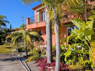 howea forestiana.jpg