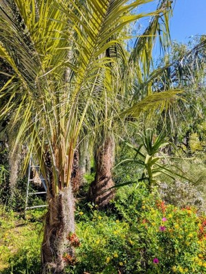 parajubaea shunka.jpg