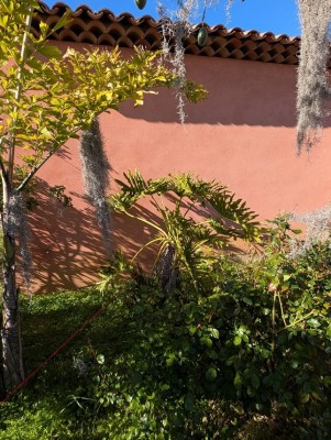 phillodendron selloum.jpg