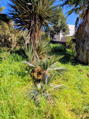 thritrinax campestris.jpg