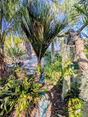 rhopalostylis sapida.jpg