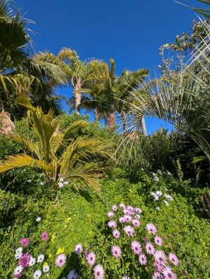 jubeaopsis et phoenix rupicola.jpg