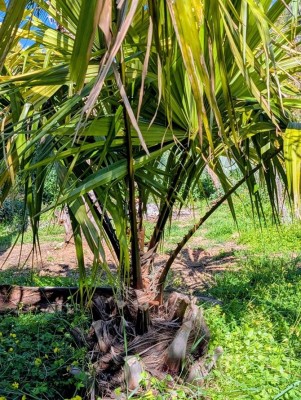 livistonia saribus.jpg