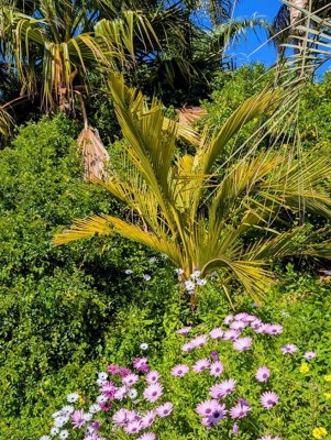 jubaeopsis caffra.jpg