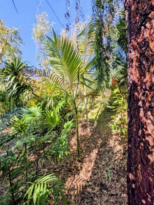 chamaedorea woodsonania.jpg