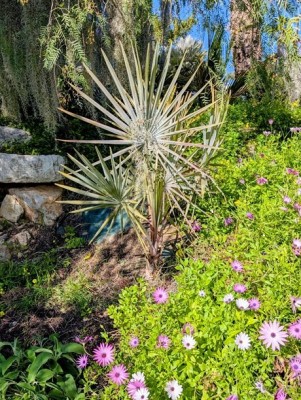 bismarkia nobilis.jpg