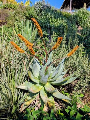 aloe marlothii.jpg