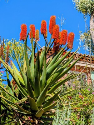 Aloe rupestris.jpg