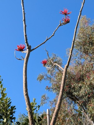 erythrine coralloides.jpg