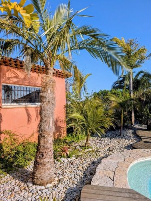 parajubaea coccoides et becariophoenix.jpg