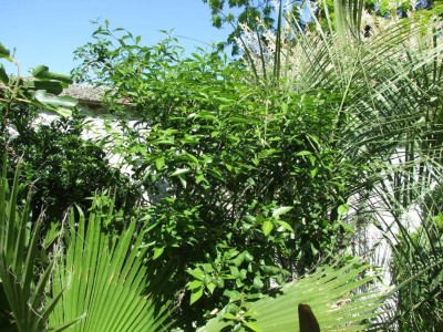 DSCF8205bis.JPG