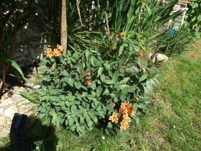 DSCF8217bis.JPG