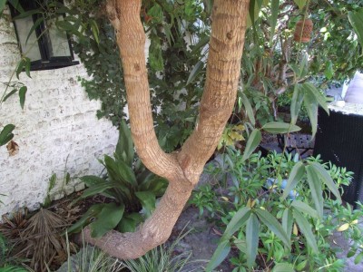 DSCF8230bis.JPG