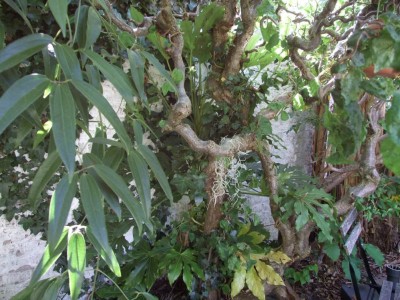 DSCF8231bis.JPG