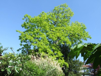 DSCF8236bis.JPG