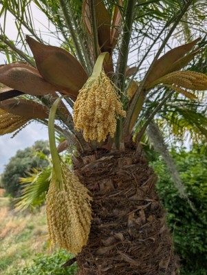 fleur rupicola.jpg