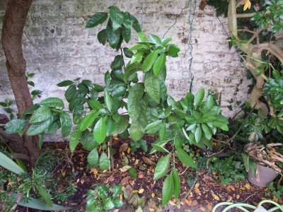 DSCF8259bis.JPG