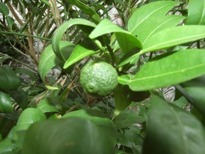 DSCF8265bis.JPG