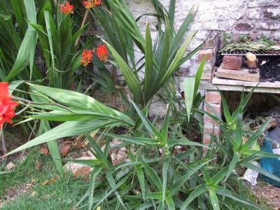 DSCF8269bis.JPG