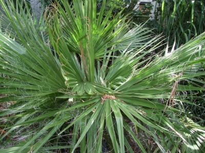 DSCF8275bis.JPG