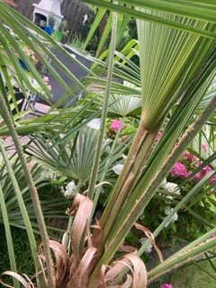 IMG_9422 - Petite.jpeg