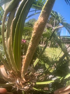 IMG_9433 - Petite.jpeg