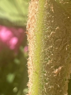 IMG_9437 - Petite.jpeg