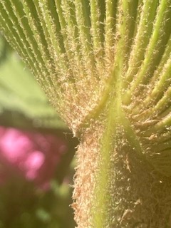 IMG_9438 - Petite.jpeg