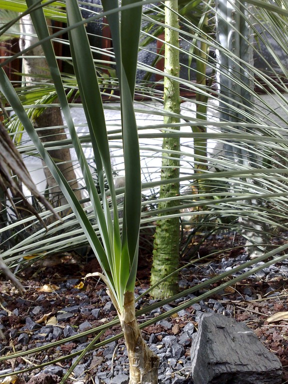 Boophone Chorisia.jpg