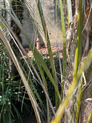 IMG_4873.jpeg