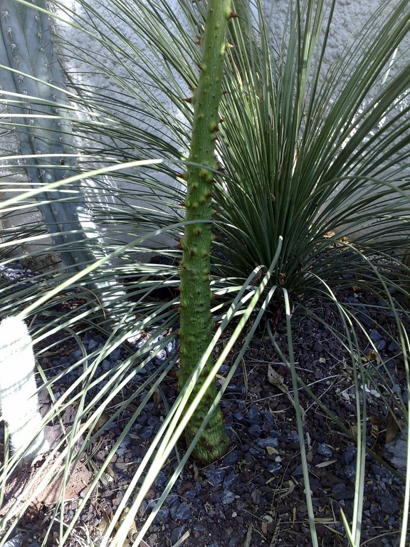 chorisia Longi.jpg