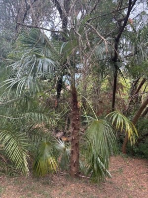IMG_4909.jpeg