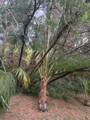 IMG_4910.jpeg
