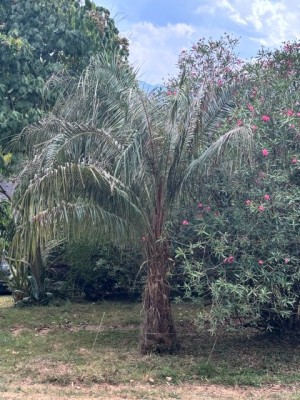 IMG_4915.jpeg