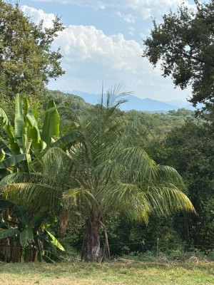 IMG_4940.jpeg