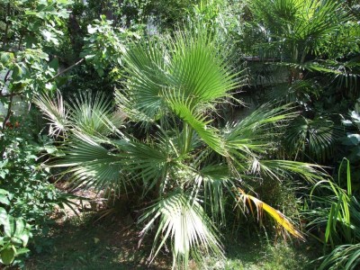 DSCF8288bis.JPG