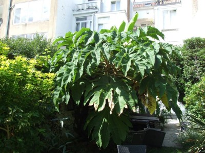 DSCF8289bis.JPG