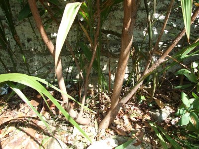 DSCF8292bis.JPG
