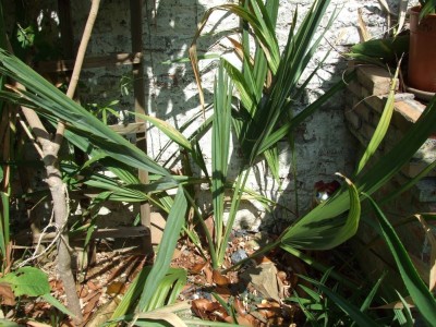 DSCF8295bis.JPG