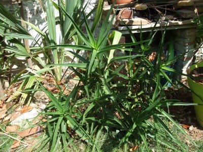 DSCF8296bis.JPG