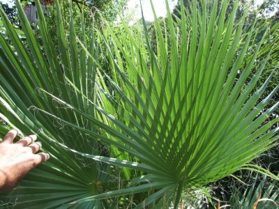 DSCF8298bis.JPG