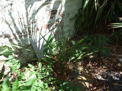 DSCF8302bis.JPG