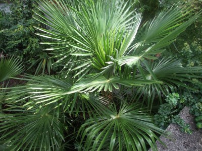 DSCF8337bis.JPG