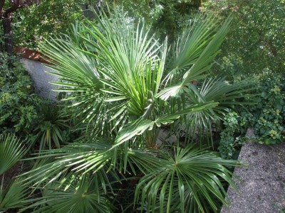 DSCF8350bis.JPG