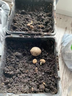 Graines de butiagrus litoralis avec une graine de jubaea pour l’échelle
