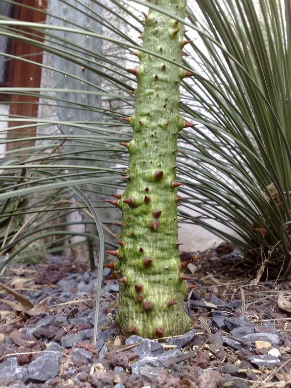 Chorisia S Tronc.jpg