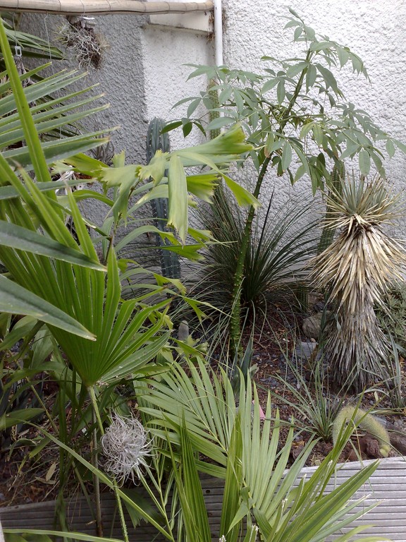 Chorisia S Ensemble.jpg