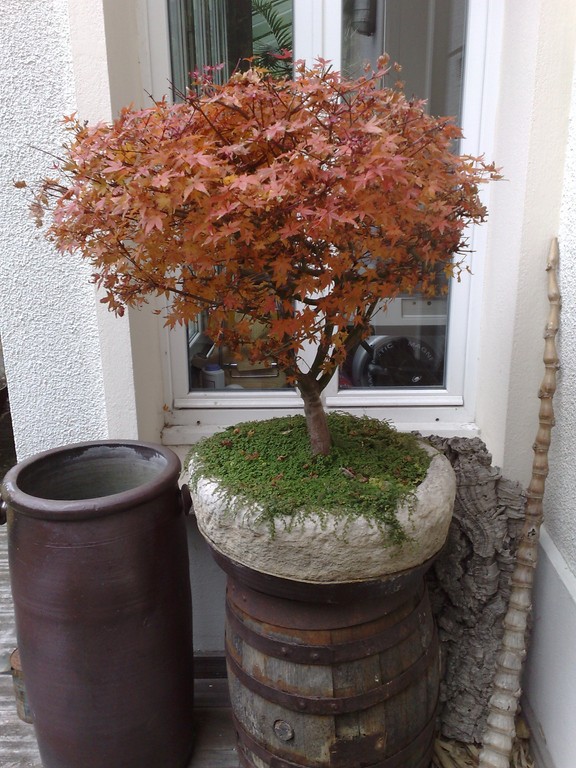 Erable automne.jpg