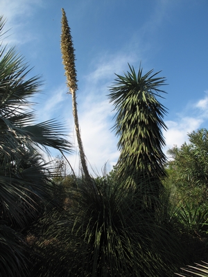 D.longissimum, fleur ouverte.jpg