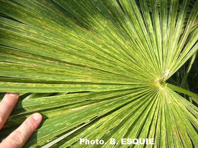 trachy-striata.JPG